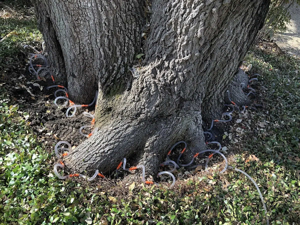 Detailed Tree Cabling and Bracing job site in Lake Katrine